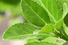 清明节宣传标语，2021年清明节宣传标语