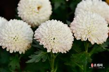 清明节上坟可以带什么鲜花