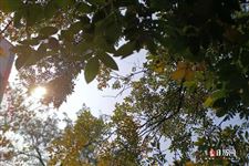 清明节是几月初几?干什么?