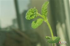 清明节的历史渊源