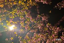 清明节钓鱼好吗