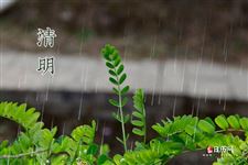 清明节送什么花去墓地