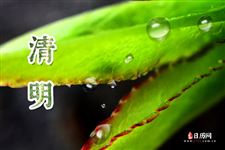 清明节送什么花