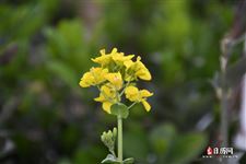 清明节踏青的由来，清明节踏青的寓意是什么