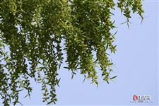 清明节的含义与风俗