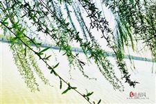 清明节的含义有哪两个
