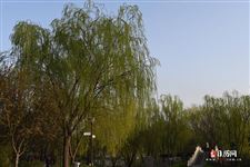 今年清明节是几月几号几时，2021年清明节是几月几号几时