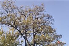 清明节是哪个季节过的