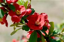 5月1日劳动节的来历
