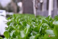 上巳节是农历几月几日