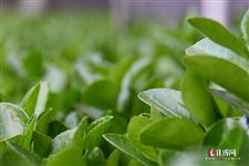 中国劳动节的由来，劳动节的由来简短