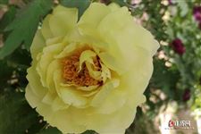 五一劳动节是传统节日吗