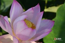 南方立夏吃什么