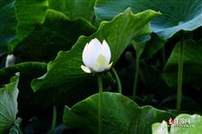 二十四节气立夏的来历