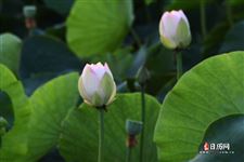 立夏的由来和来历是什么