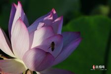 立夏是什么时候有什么活动