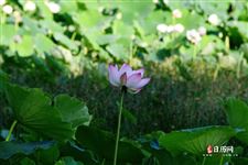 立夏的来历和意义