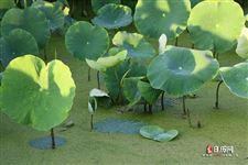 立夏养生吃什么水果呢