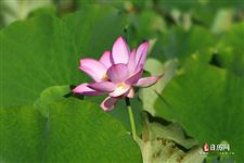 立夏要吃什么有什么风俗