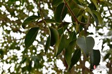 2021立夏是几号几月