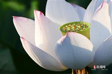 立夏祝福语大全 立夏祝福语大全