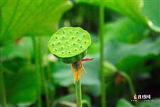 立夏的句子短句唯美