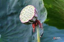 立夏节吃什么蔬菜