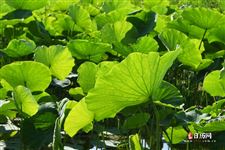 2021立夏多少度，立夏的温度是多少