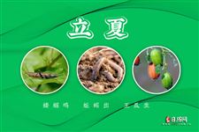 立夏物候特征：蝼蝈鸣，蚯蚓出，王瓜生
