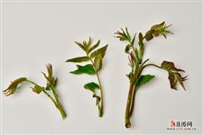 立夏节吃什么养生?