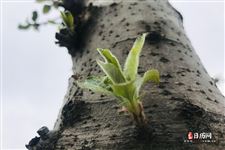 5月4日青年节活动策划，五四青年节活动策划