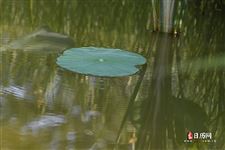 立夏节气农事安排
