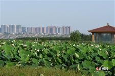 2021立夏的时间来历气候特点 2021立夏的时间来历气候特点