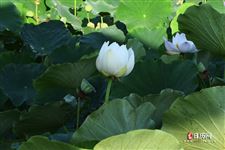 啥时候立夏几月几日2021 啥时候立夏几月几日2021