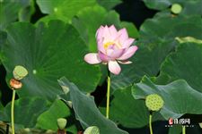 立夏称重的故事