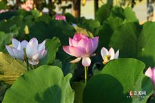 立夏的由来和风俗简介50个字