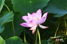 立夏后面是什么节气什么时间