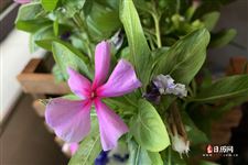 青年节的来历20字 青年节的来历20字