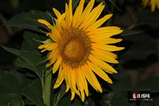 青年节的习俗是什么,五四青年节有什么风俗 青年节的习俗是什么,五四青年节有什么风俗