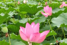 伏天怎么算，一伏多少天