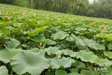 入伏从哪天算起到哪天结束2021