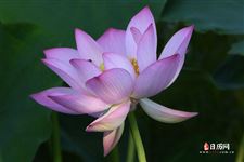 2021年什么时候入伏,伏天多少天