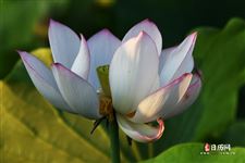 今年哪天入伏，2021年入伏是哪天