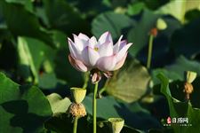2021年头伏是哪天，2021年的头伏是几月几号