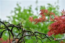 三伏灸2021年时间