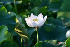 2021年几号暑伏，2021年暑伏时间表
