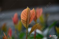 今年什么时候是三伏天，三伏天怎么计算出来的