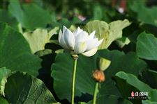 2021年三伏天起止时间，今年三伏天时间多少天