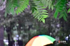 小暑下雨倒黄梅是什么意思 小暑下雨倒黄梅是什么意思