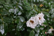 小暑下雨好吗,小暑下雨意味着什么 小暑下雨好吗,小暑下雨意味着什么